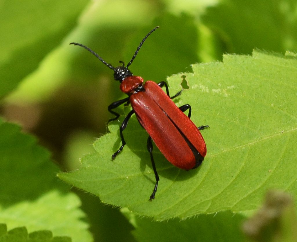 Pyrochroa coccinea